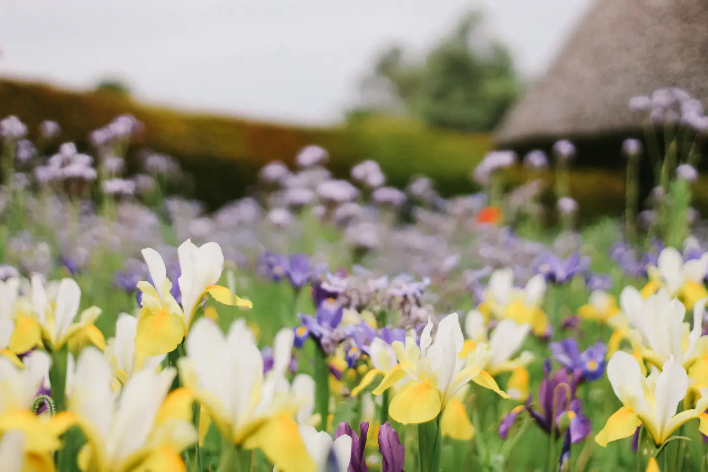 5 Native Plants for a Gorgeous Michigan Garden