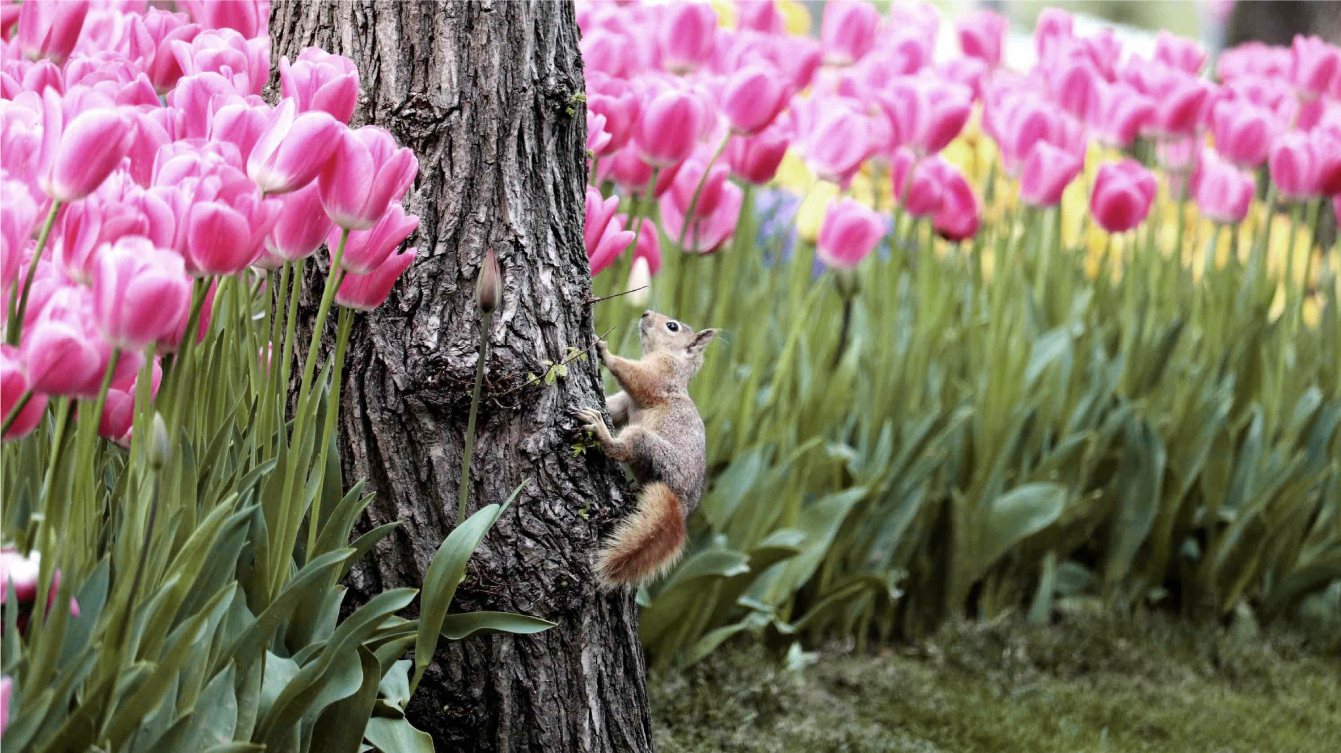 How to Keep Your Tulips Safe from Critters