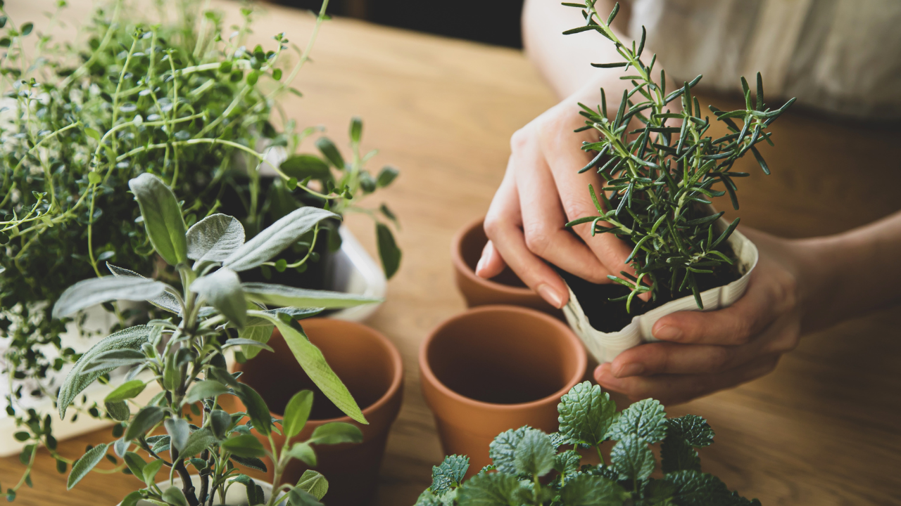 Top 4 Herbs to Grow Your Freshest Garden Yet